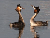 Die hofmakery3 : frieda